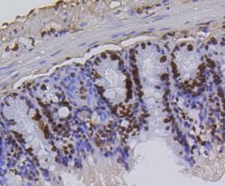 HistoneH4 Rabbit anti-Human, Clone: SR31-07, Novus Biologicals 100&mu;L:Antibodies,